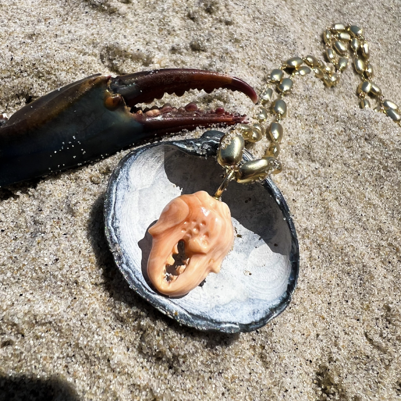 Apricot Conch Shell Crab Claw